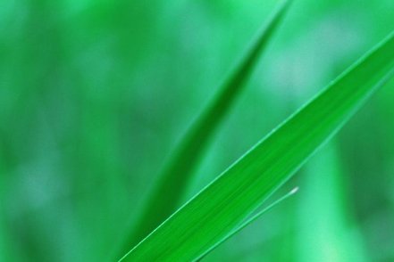 什么绿什么绿什么绿？