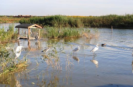 湿地又被称为什么？