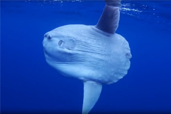 不会游泳的鱼是怎么回事，它能活下来全靠什么本事？