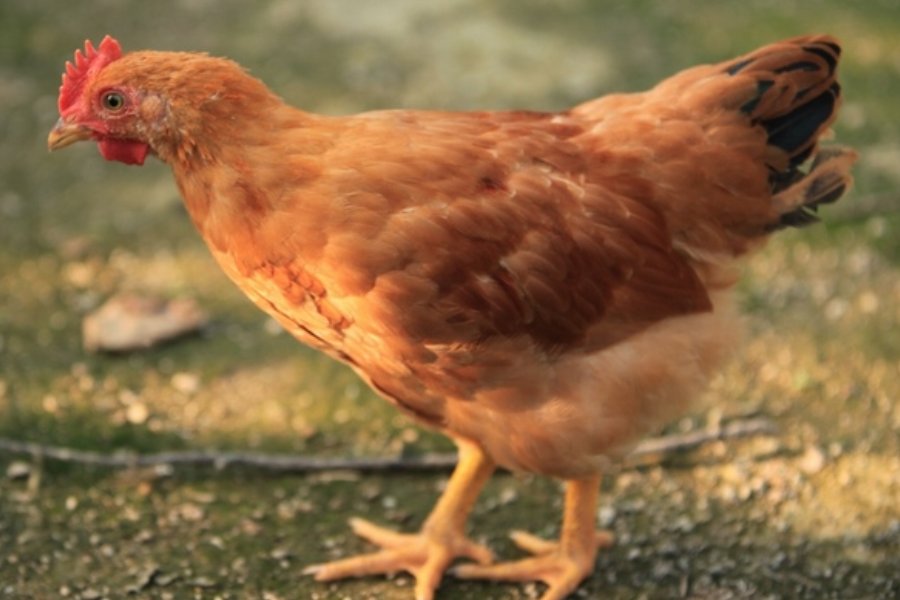 春色红梅香万树比喻什么生肖