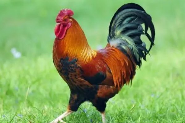 起居无时打一动物生肖