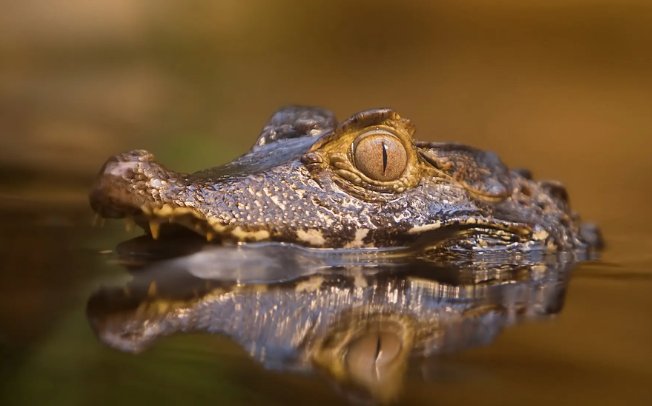 动物中的十大霸主都有谁呢？