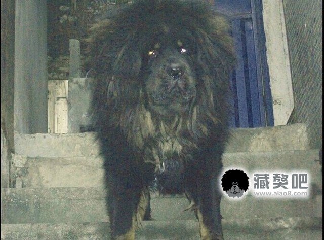 阿波罗藏獒的“阿波罗”的价值