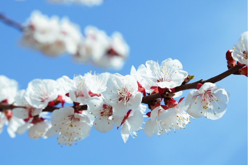 着手回春什么意思打一个生肖