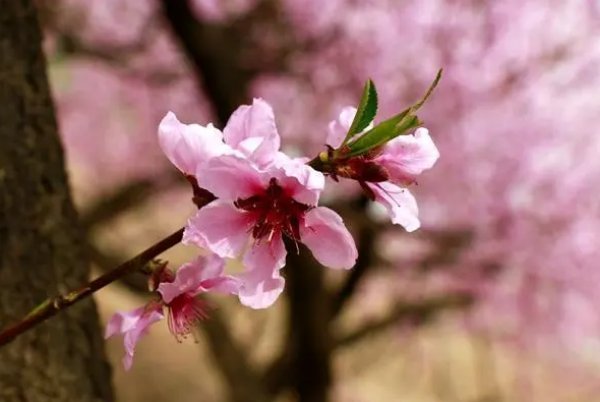 桃花开了发朋友圈的句子