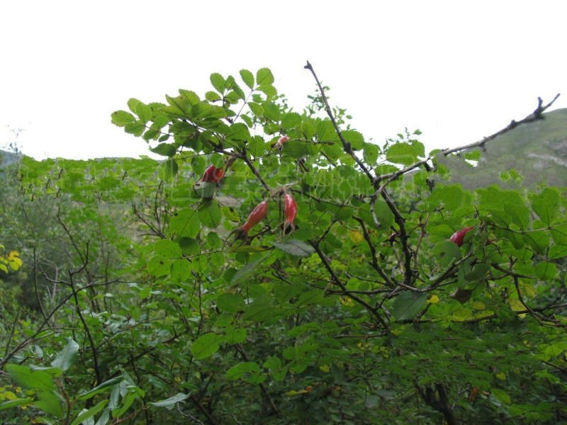 扁刺蔷薇的介绍