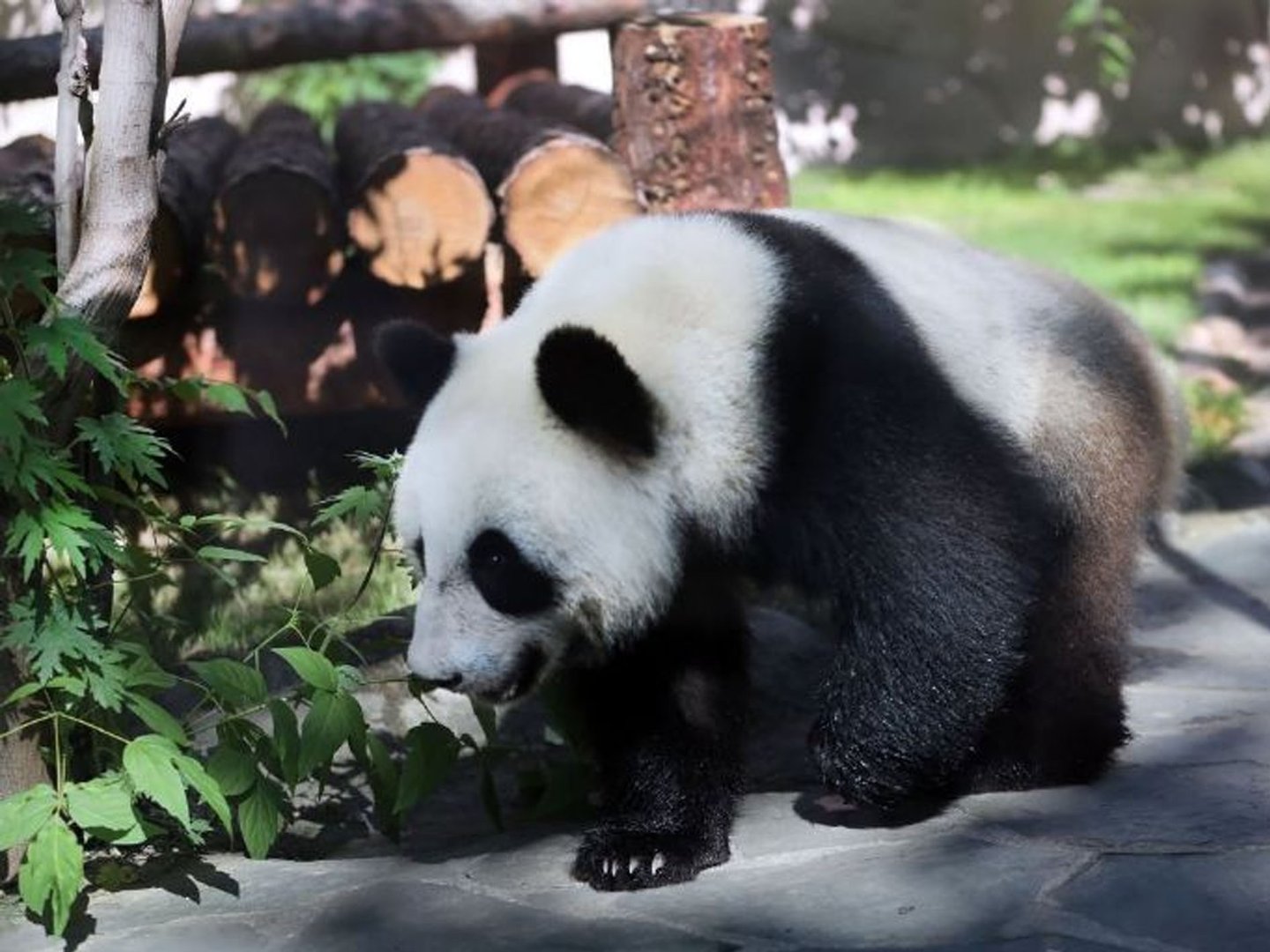 美国现在还有大熊猫吗？