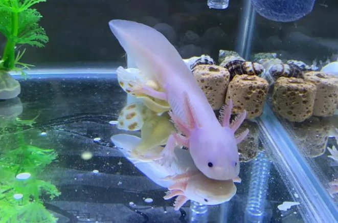 坐也是立立也是立行也是立卧也是立打一动物