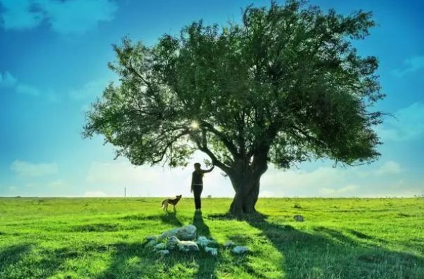 树大招风的精准生肖有哪些