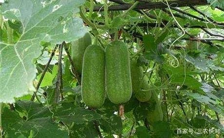 毛冬瓜和节瓜是一种瓜吗？
