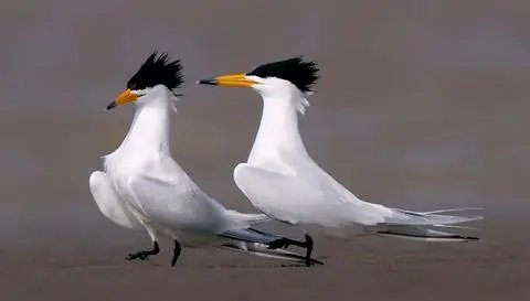 什么现象？近百只极危鸟类停留胶州湾，“神话之鸟”长什么样？