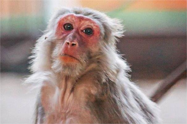 捉贼见赃打一生肖动物