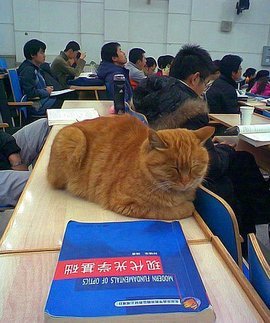 北大学术猫的中科大学术猫