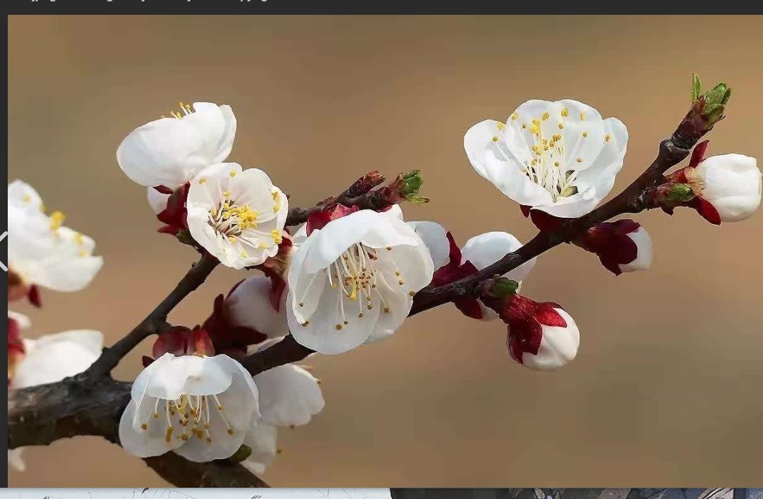 及弟花是什么花