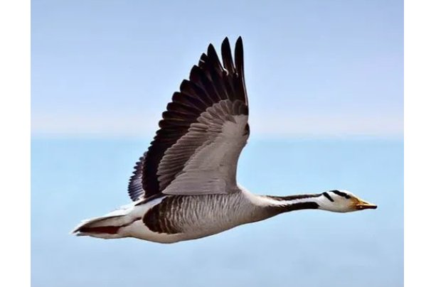 从古到今哪些人的死轻于鸿毛
