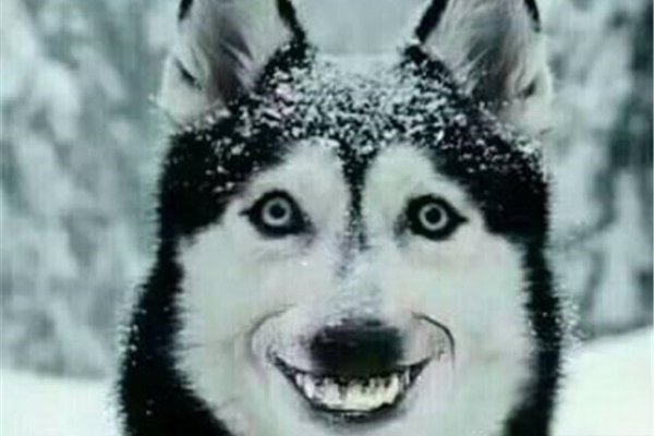 微笑狗事件原图太吓人 一张照片造成生命的死亡