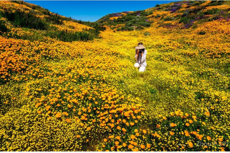 烂漫是什么意思