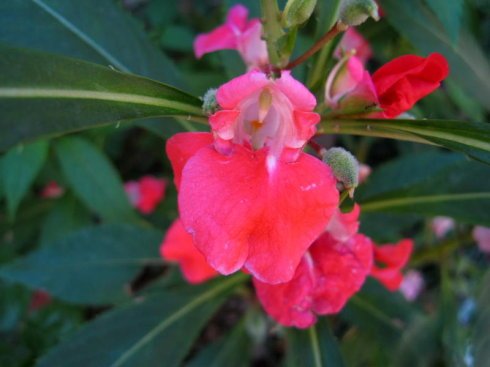 火灵凤仙的作品信息