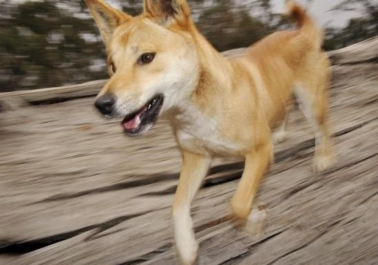 澳洲野狗的繁殖方式