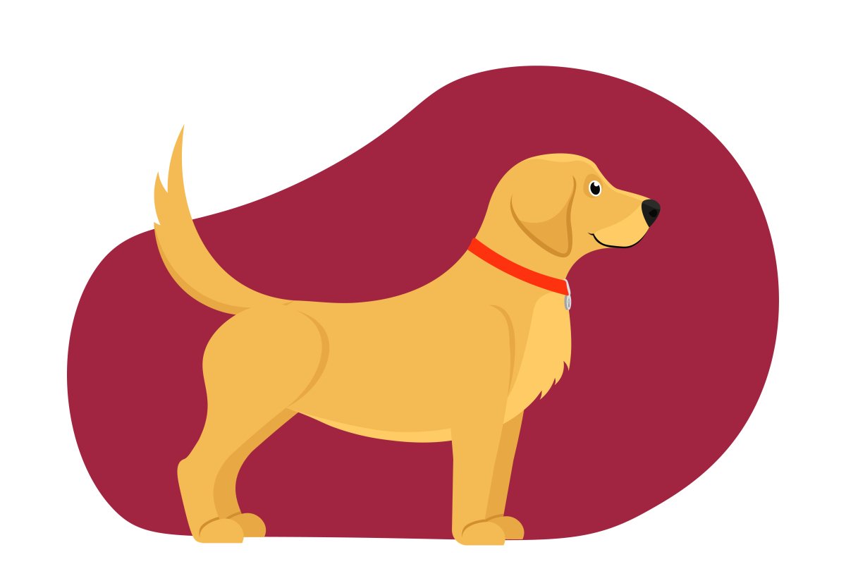 老老实实是代表什么生肖