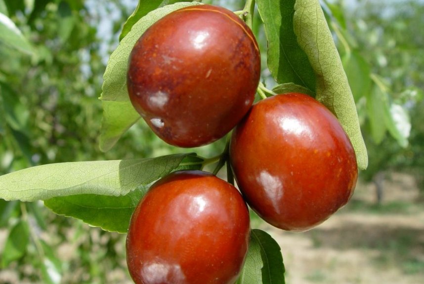 枣果里有蛆，是什么虫子，怎么防治？