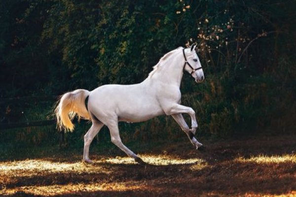 鱼跃鸟飞打一个生肖是什么