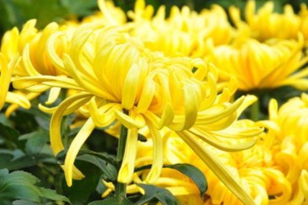 有颜色的句子短句