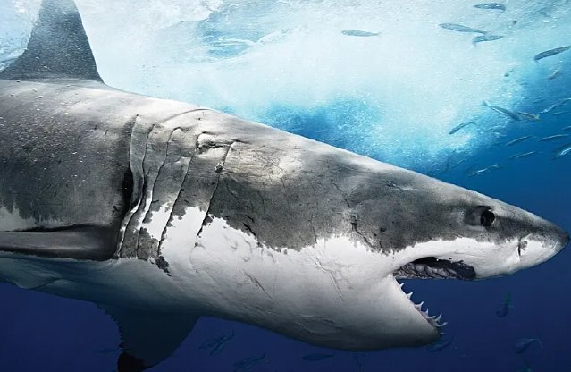 动物中的十大霸主都有谁呢？