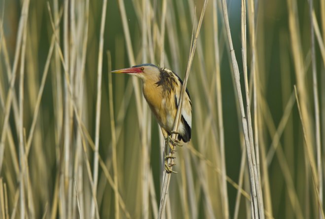 小鸟遇人僵直脖子伪装枯草，这种鸟有什么生活习性？