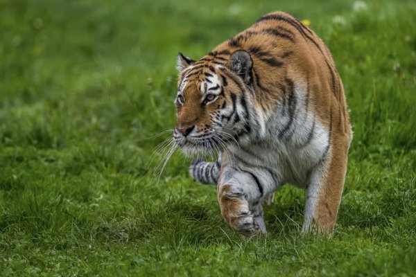 严父慈母正确答案是什么生肖