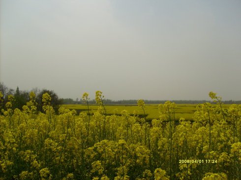 迷你博客的鼻祖