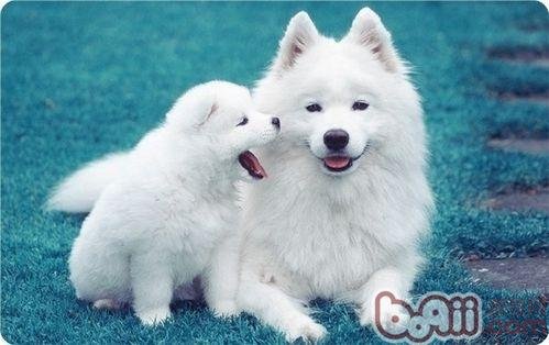 狗狗会有心事吗？会有哪些心事？