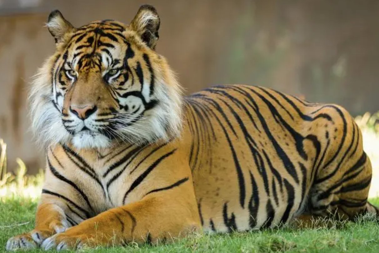 焦心如焚指什么动物