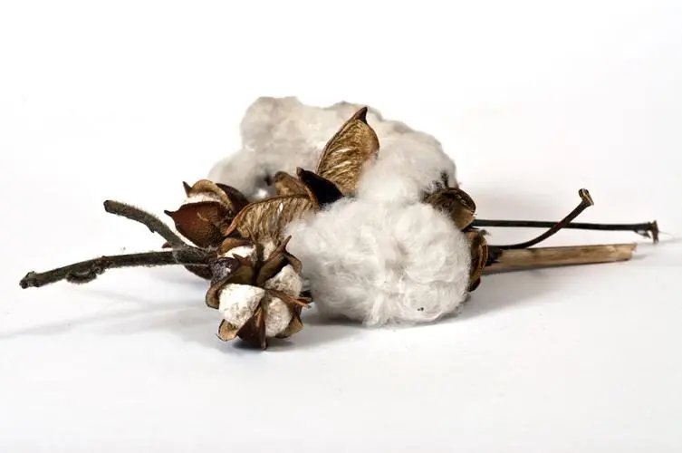 炎热天气推动全球棉花价格上涨30%，下半年价格上涨会持续吗？