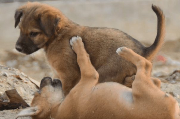 三年级续写小狗学叫第二种结局