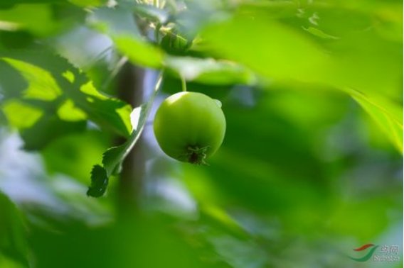 青涩是什么意思