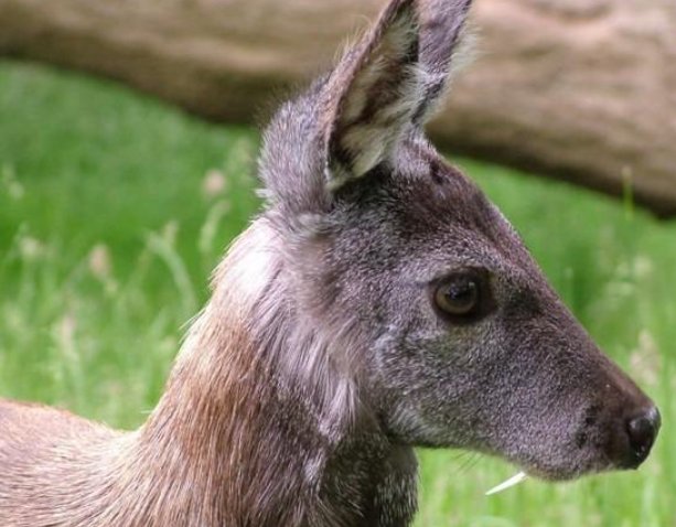 麝的笔顺及部首