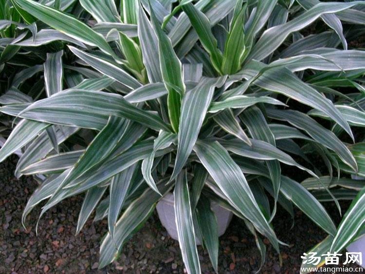 银边铁的栽培技术