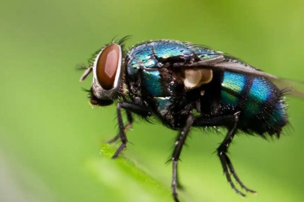青岛海关截获非法入境黑腹果蝇7000余只，这些生物有何危害？
