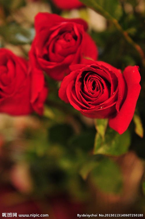 1到99支玫瑰分别代表什么意思