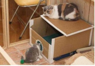 租客到期离房，房内竟然发现一只死去的猫和狗，发生了什么？