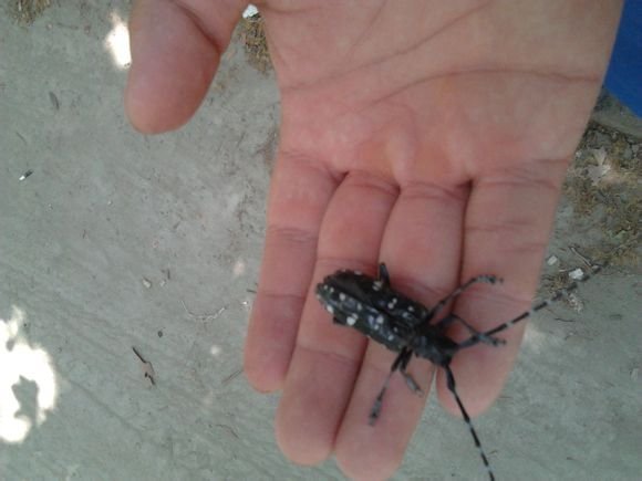 黑色虫子,身上有白条纹,须很长，是什么虫子