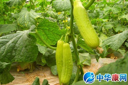 绝育黄瓜的危害