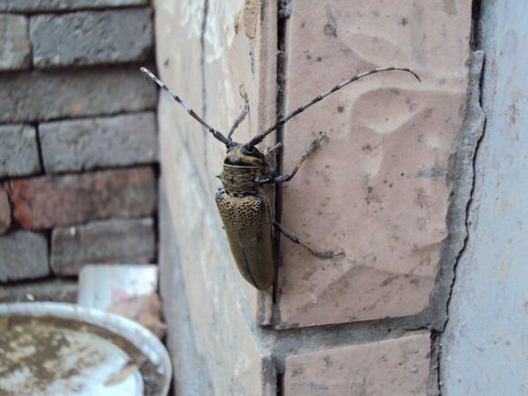 黑色虫子,身上有白条纹,须很长，是什么虫子