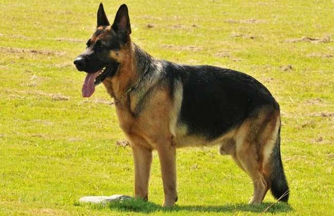 德牧壮壮为何被枪杀？