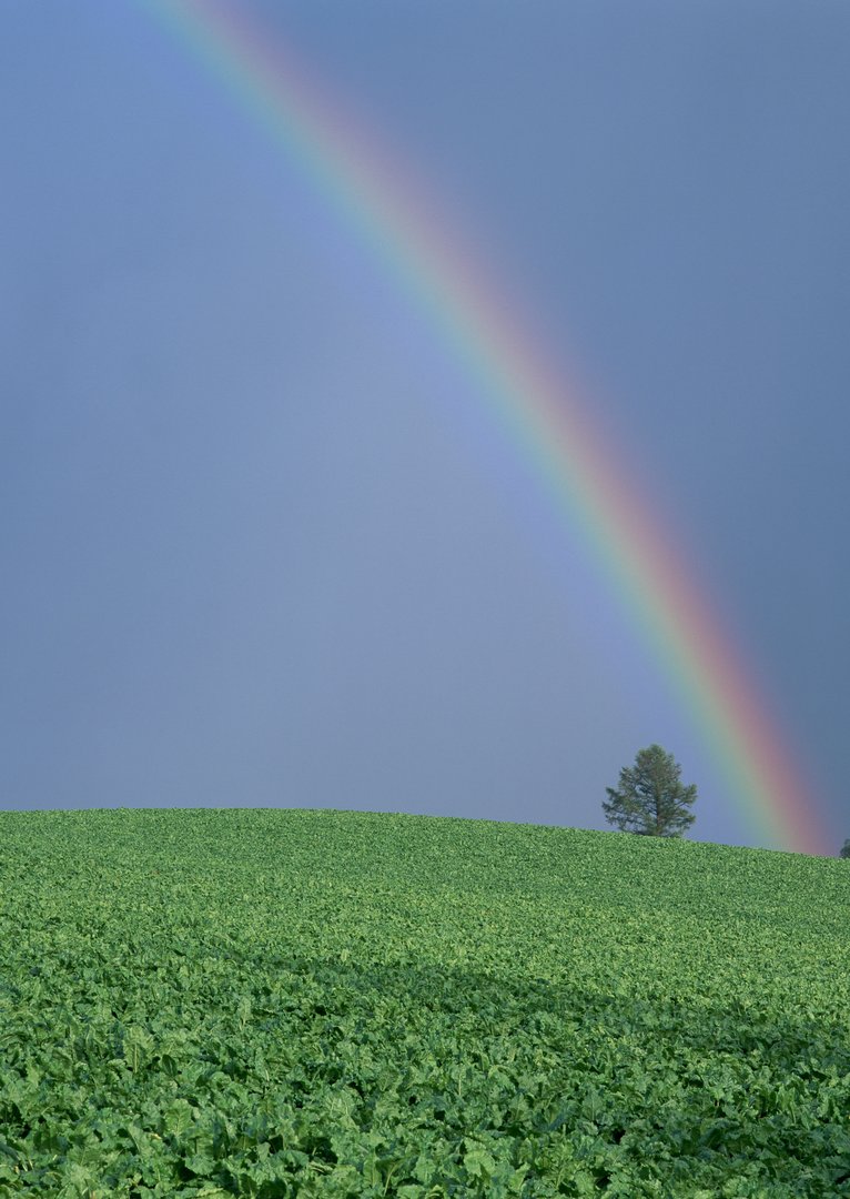 朋友可能知道我是gay了，我该怎么办？
