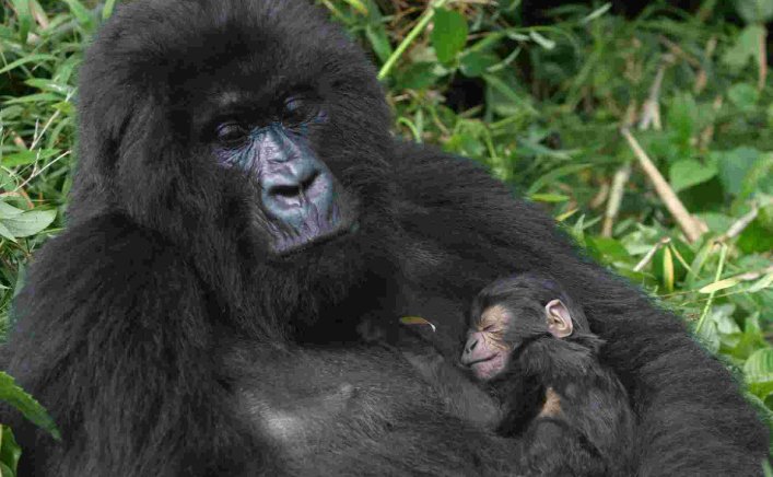 世界上最大的猩猩