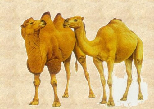 骆的拼音和组词语是什么