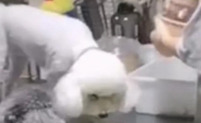 两只狗在商家操作台偷吃，商家当做没看见，这样的外卖你敢吃吗？