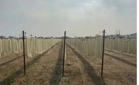 关于3·15晚会曝禹州粉条纯“薯”造假一事，商家是如何回应的？